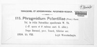 Phragmidium potentillae image